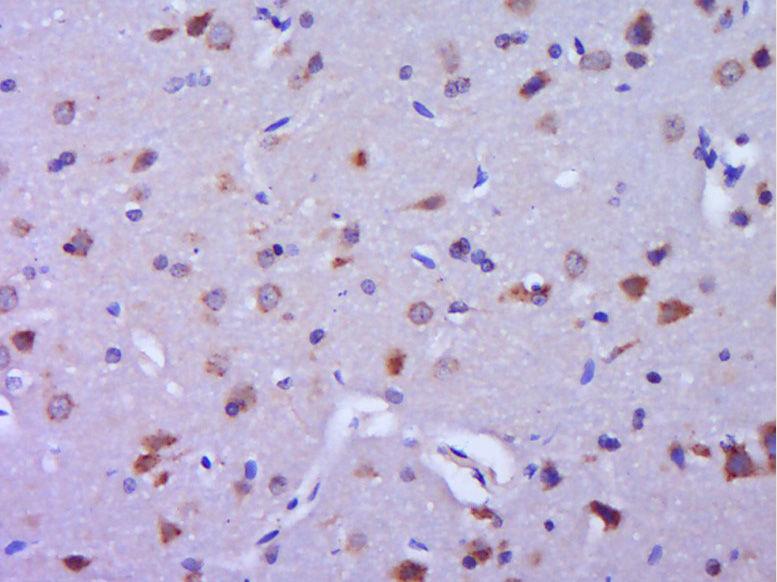 14 - TRIM9 Rabbit pAb AP56574