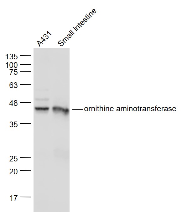 1 - ornithine aminotransferase Rabbit pAb AP56924