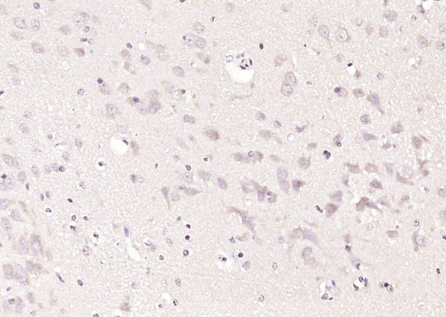 14 - ornithine aminotransferase Rabbit pAb AP56924
