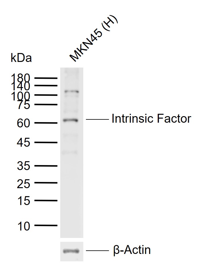 1 - Intrinsic Factor Rabbit pAb AP56974