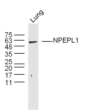 1 - NPEPL1 Rabbit pAb AP57476