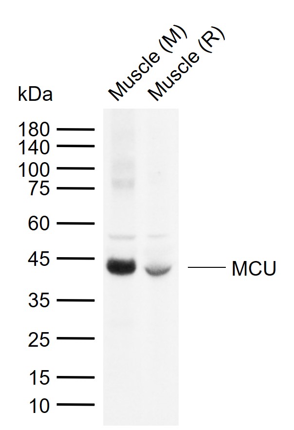 1 - MCU Rabbit pAb AP57775