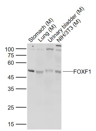 1 - FOXF1 Rabbit pAb AP58036