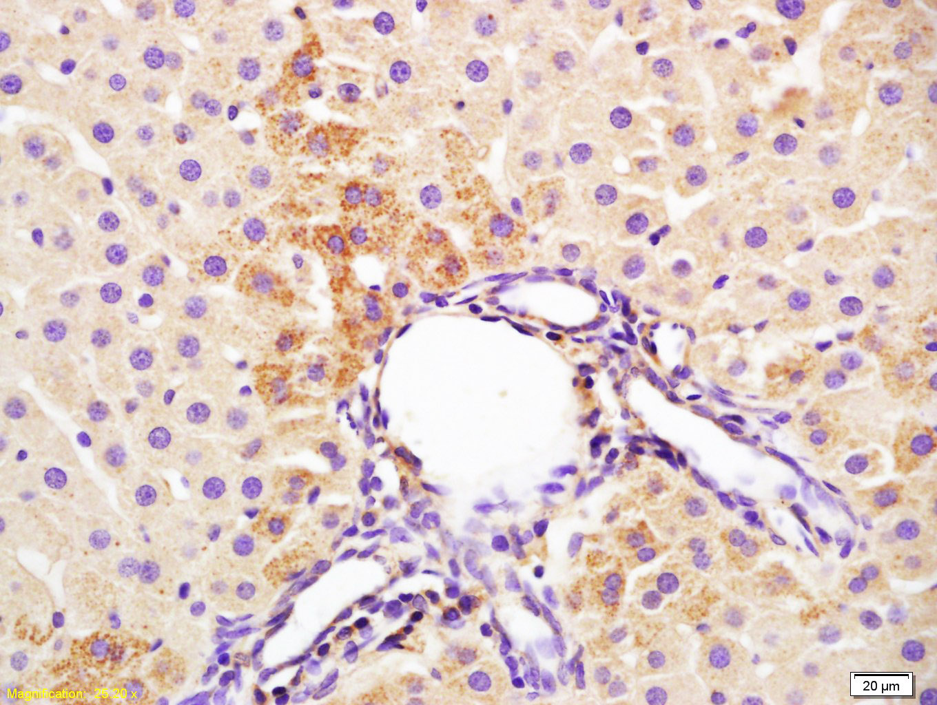 14 - IL-3 Rabbit pAb AP58039