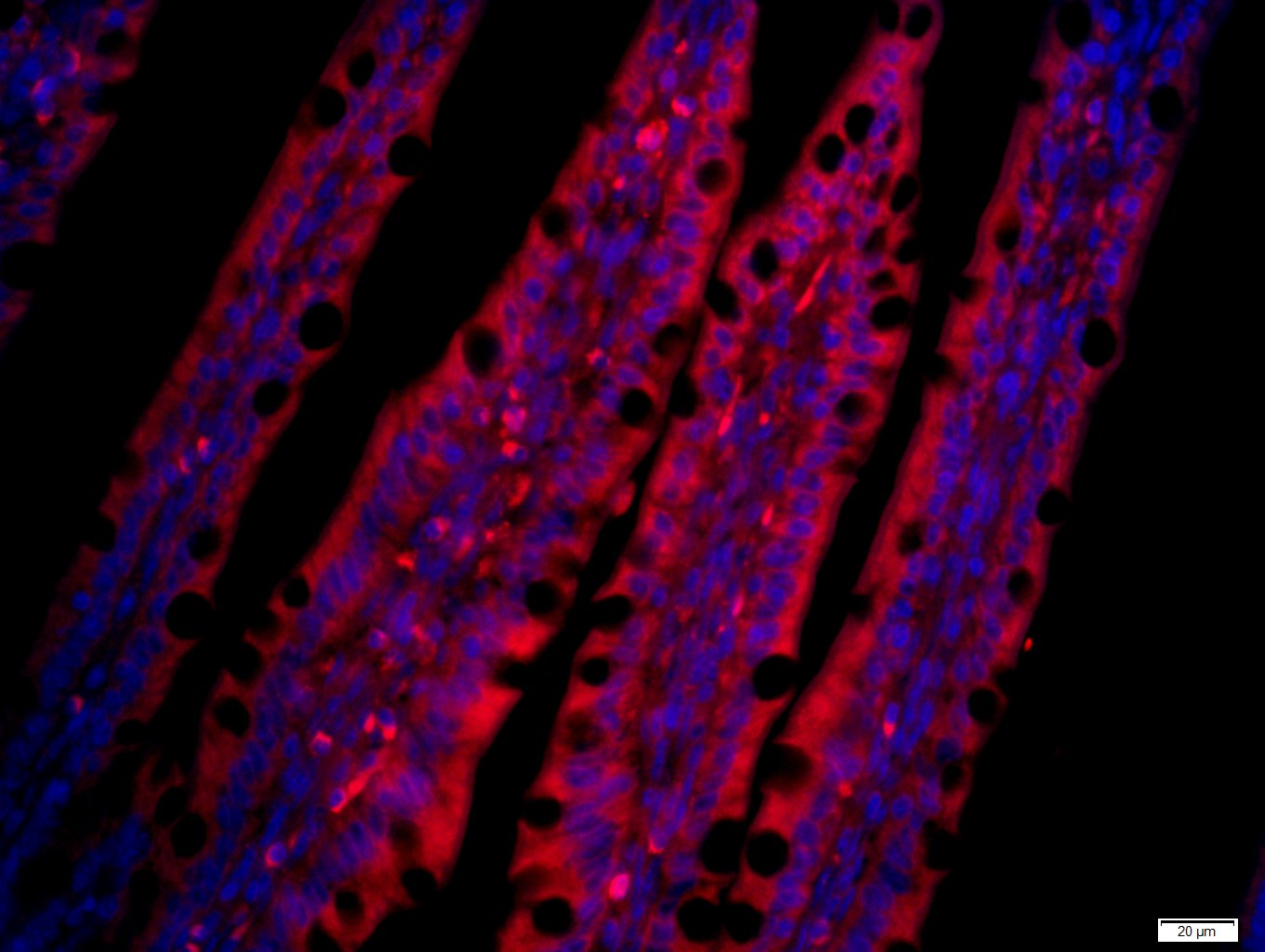 3 - CCL25 Rabbit pAb AP58276