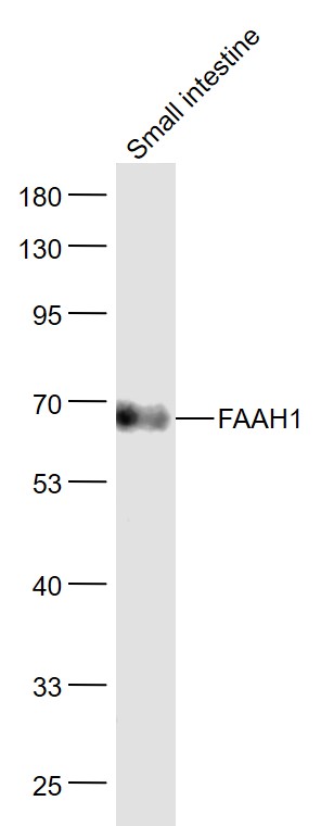 1 - FAAH1 Rabbit pAb AP58281