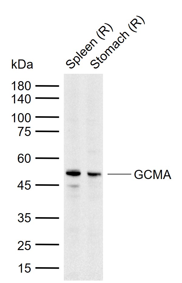 1 - GCMA Rabbit pAb AP58416