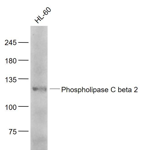 1 - Phospholipase C beta 2 Rabbit pAb AP58450