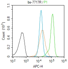 0 - CDCA5 Rabbit pAb AP58728