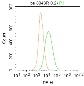 0 - ENC1 Rabbit pAb AP58844