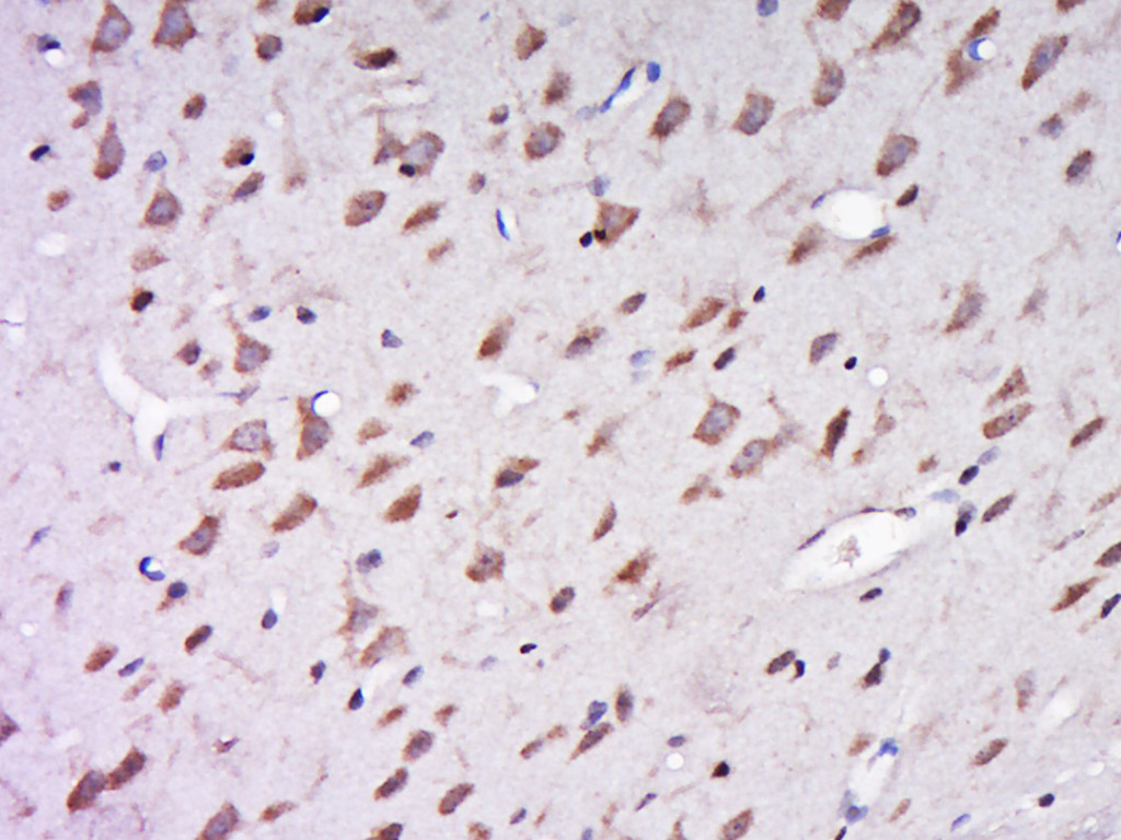 14 - AER61 Rabbit pAb AP59141