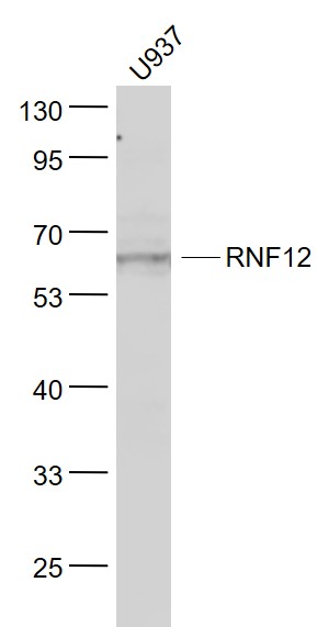1 - RNF12 Rabbit pAb AP59172
