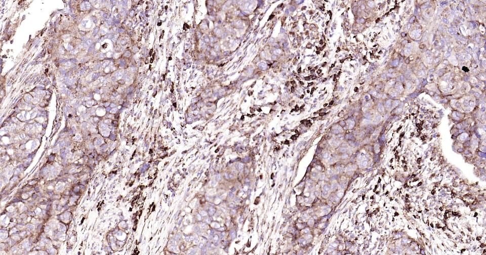 14 - CD9 Recombinant Rabbit mAb AP74804