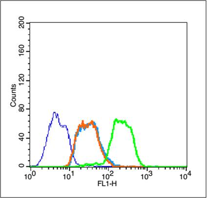 0 - HSP70 Rabbit pAb AP93927
