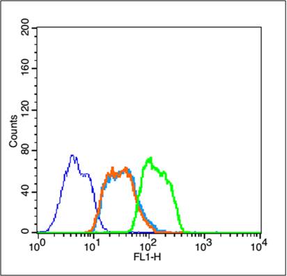0 - phospho-HSP70 (Tyr611) Rabbit pAb AP93957