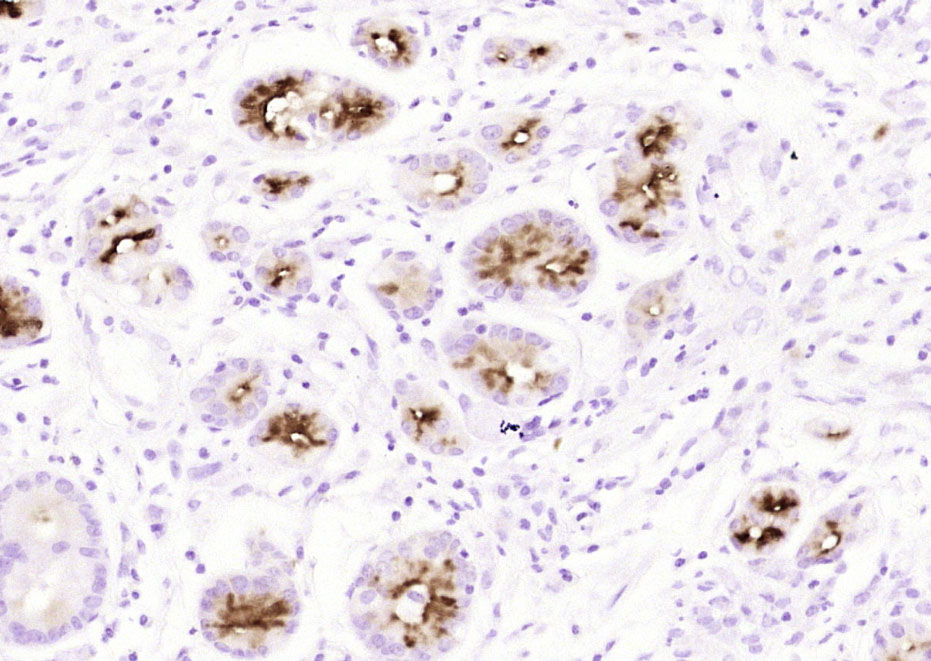 14 - MUC6(ready to use) Mouse mAb AP94075