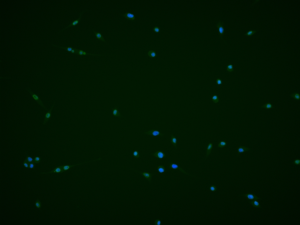 0 - phospho-PI3 Kinase p110 beta (Ser1070) Rabbit pAb AP94133