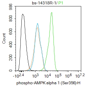 0 - phospho-AMPK alpha 1 (Ser356) Rabbit pAb AP94172