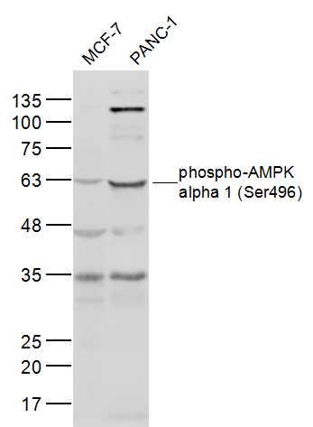 1 - phospho-AMPK alpha 1 (Ser496) Rabbit pAb AP94173
