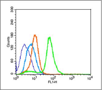 0 - phosphos-PCNA (Tyr211) Rabbit pAb AP94445