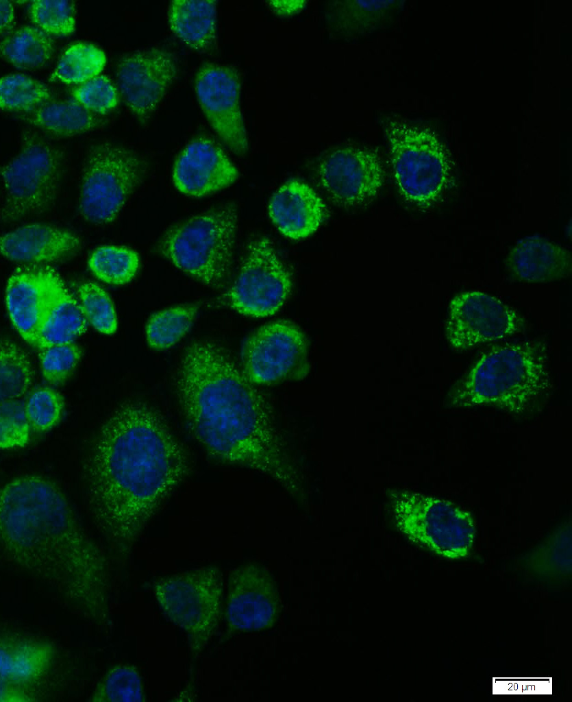 0 - phospho-NRP1 (Thr916) Rabbit pAb AP94476