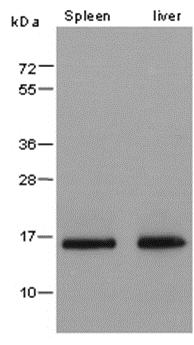 1 - Histone H3 (tri methyl K9, phospho S10) Rabbit pAb AP94511