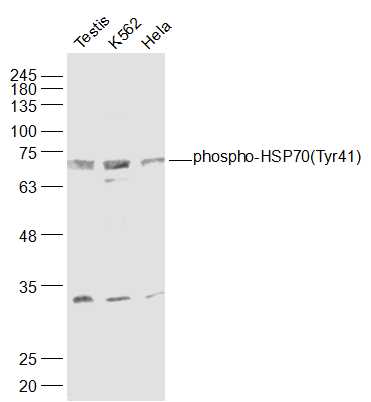 1 - phospho-HSP70 (Tyr41) Rabbit pAb AP94565