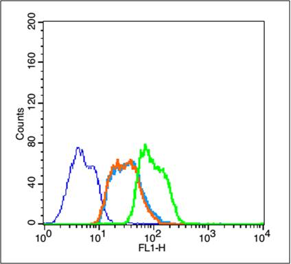 0 - phospho-HSP70 (Tyr525) Rabbit pAb AP94566