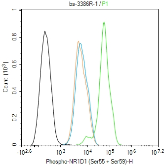 0 - phospho-NR1D1 (Ser55 + Ser59) Rabbit pAb AP94690