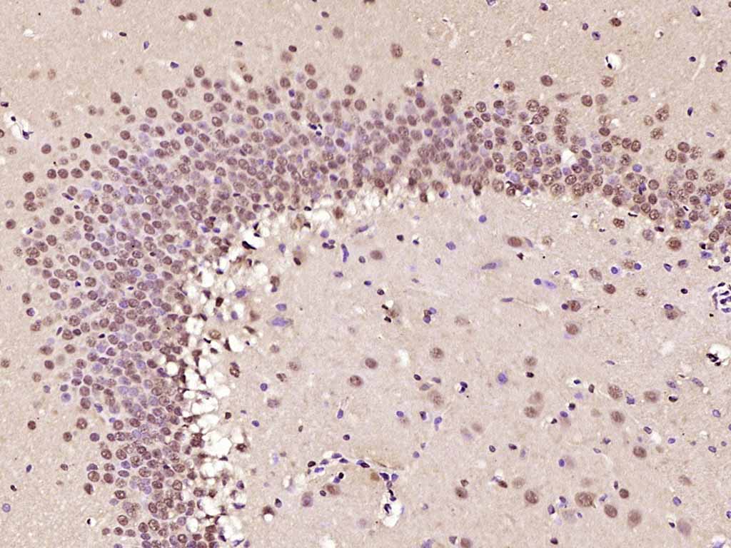 14 - phospho-AMPK alpha-1 (Thr183) Rabbit pAb AP94703