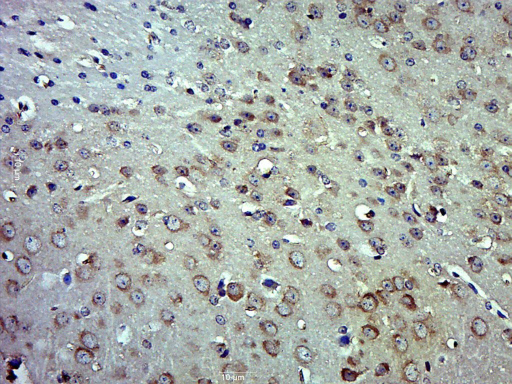 14 - phospho-MLK3 (Thr277 + Ser281) Rabbit pAb AP94722