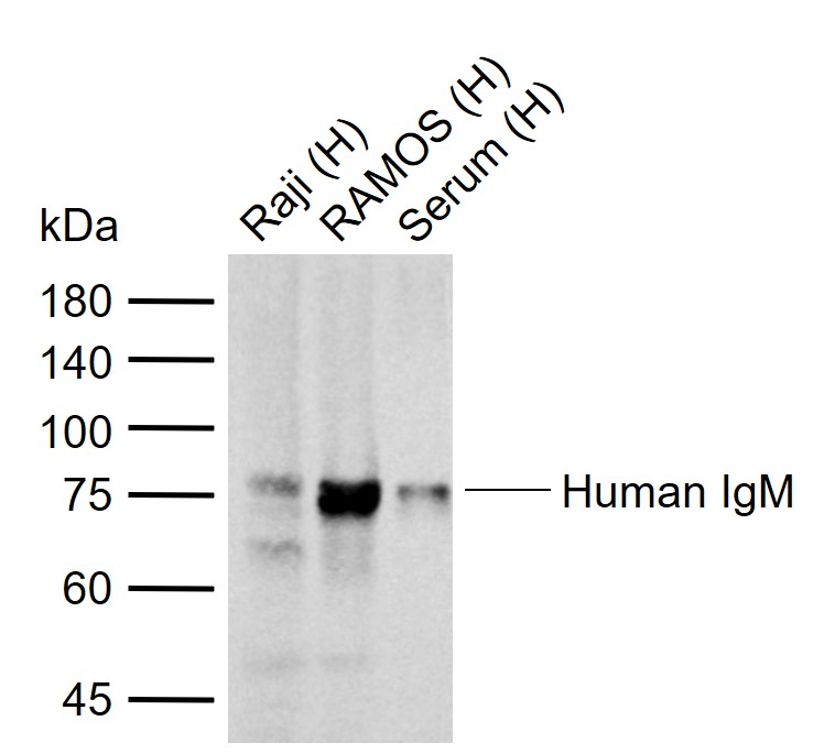 1 - Human IgM Mouse mAb AP94772