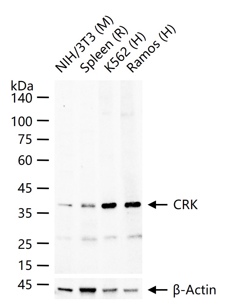 1 - CRK Recombinant Rabbit mAb AP94824