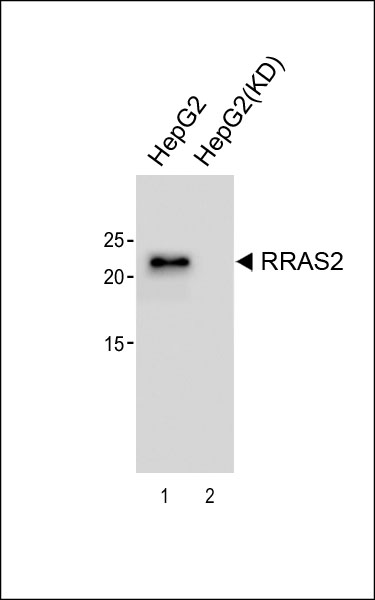1 - RRAS2 Antibody [Knockdown Validated] AM8512b