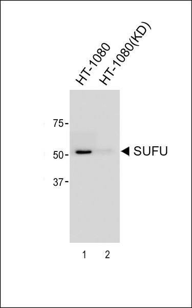 1 - SUFU Antibody [Knockdown Validated] AM8602b