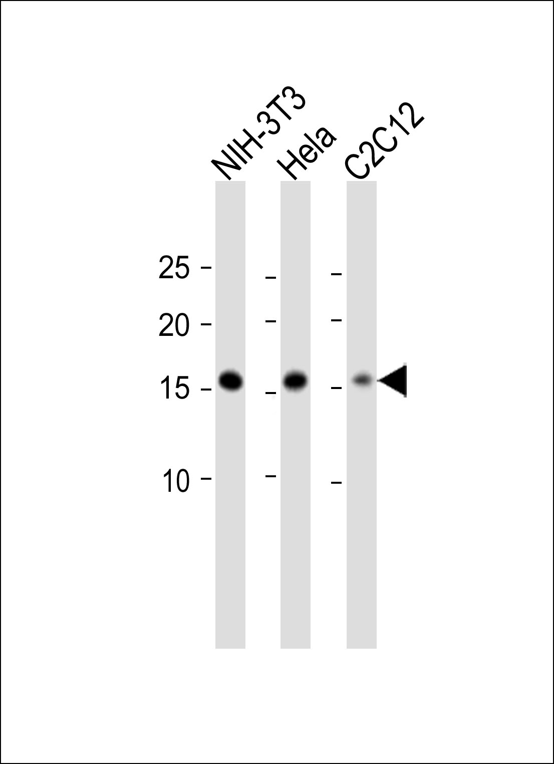 1 - Anti-Histone H3 (acetyl K27) antibody AP80655