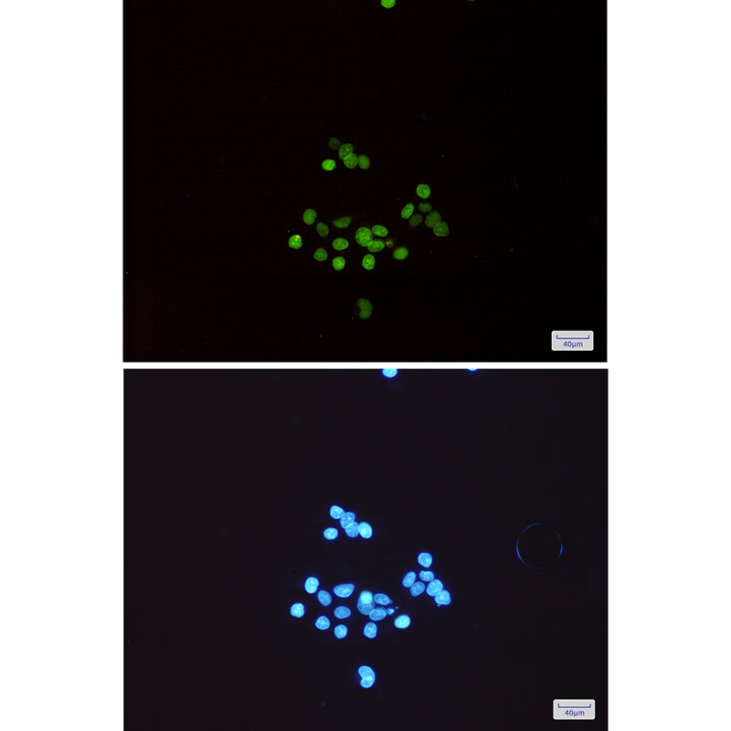 2 - MCM3 Rabbit mAb AP74816