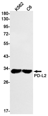 1 - PD-L2 Rabbit mAb AP74826