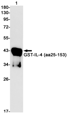 1 - IL-4 Rabbit mAb AP74836