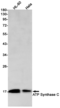 1 - ATP Synthase C Rabbit mAb AP74845