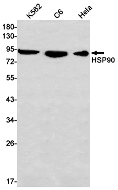 1 - Hsp90 alpha Rabbit mAb AP74867