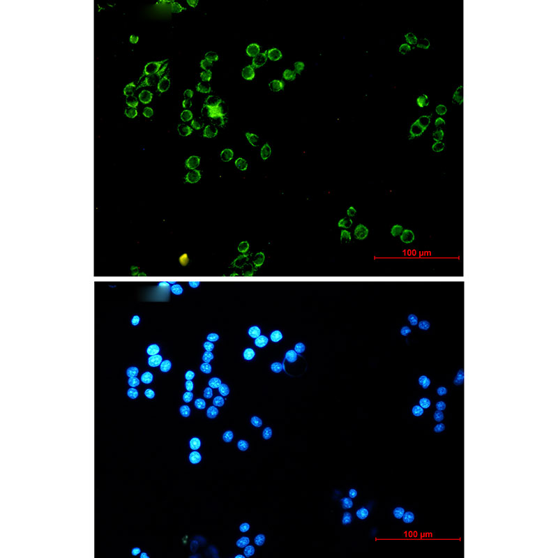 1 - Lipoamide Dehydrogenase Rabbit mAb AP74870