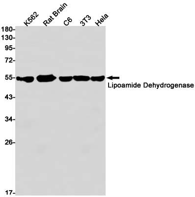 2 - Lipoamide Dehydrogenase Rabbit mAb AP74870