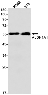 1 - ALDH1A1 Rabbit mAb AP74894