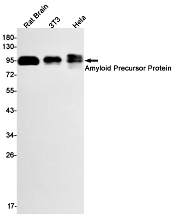 8 - Amyloid Precursor Protein Rabbit mAb AP74896