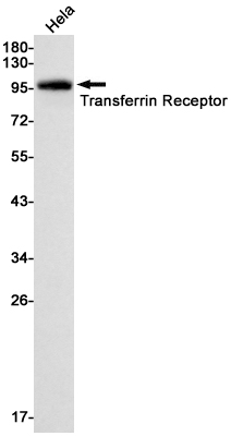 1 - Transferrin Receptor Rabbit mAb AP74906