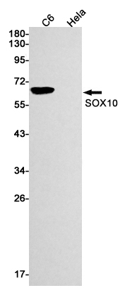 1 - SOX10 Rabbit mAb AP74918