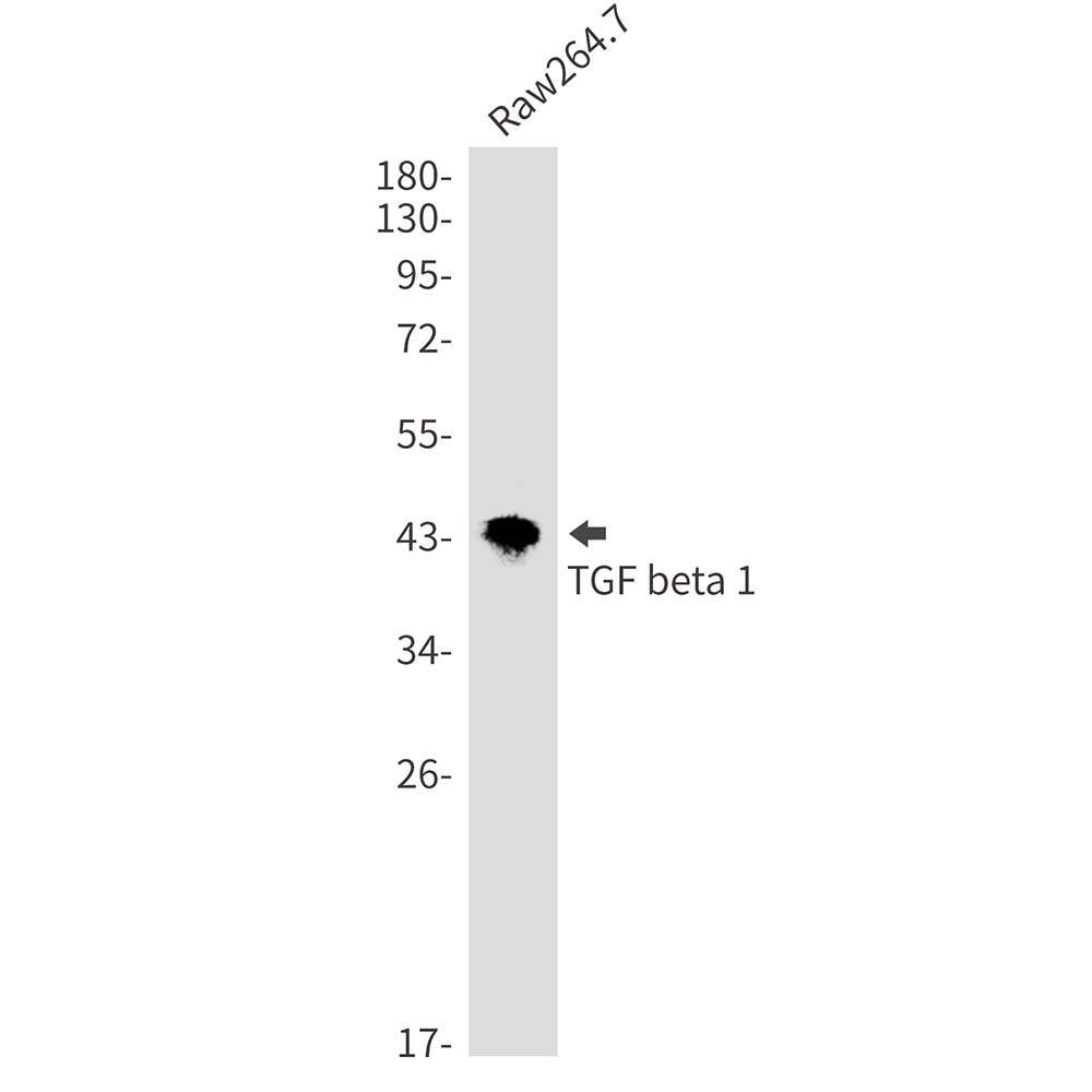 1 - TGF beta 1 Rabbit mAb AP74925