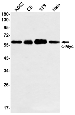 2 - c-Myc Rabbit mAb AP74931