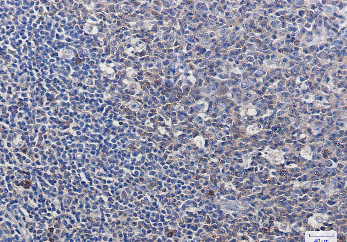 2 - Caspase 3 Rabbit mAb AP74932